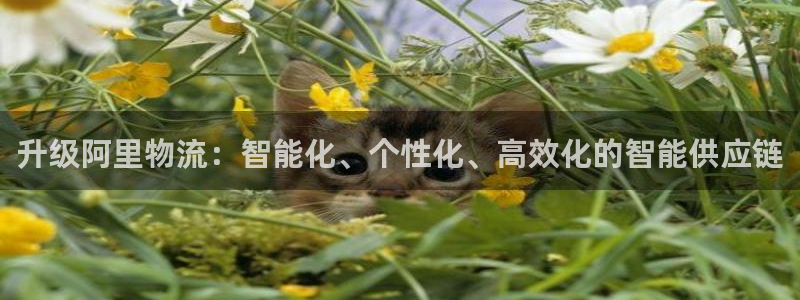 多多28官网下载链接是什么：升级阿里