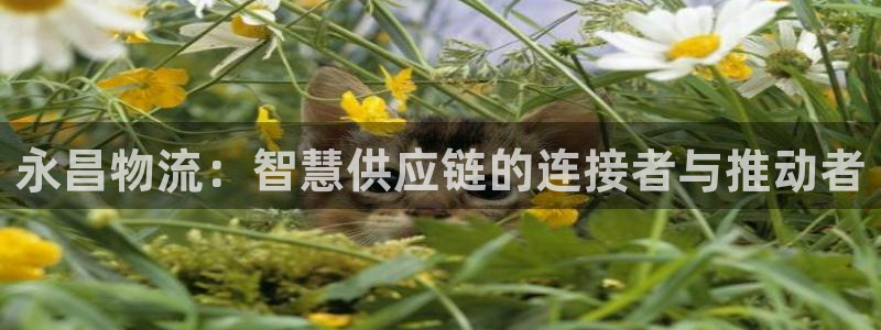 多多28注册号：永昌物流：智慧供应链