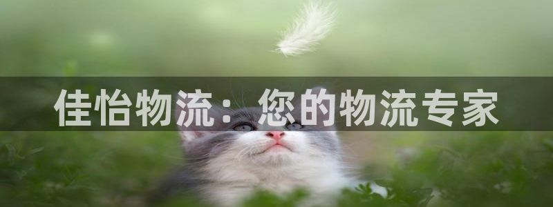 多多28在线预测官网